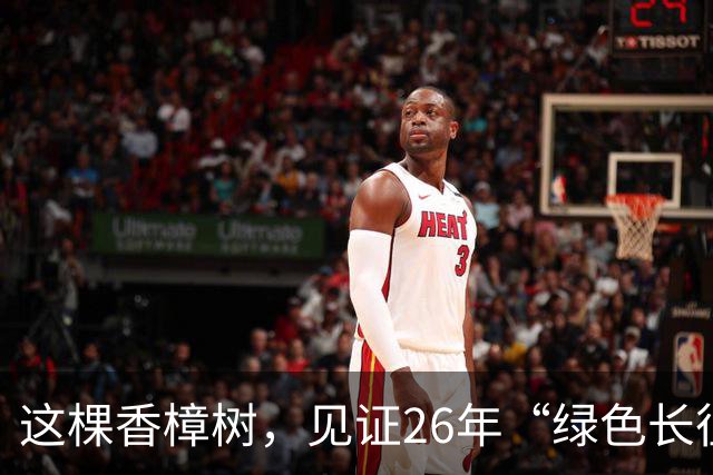 这棵香樟树，见证26年“绿色长征”